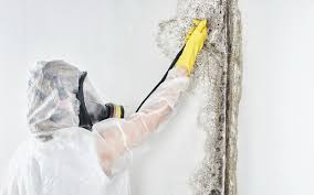 Best Mold Odor Removal Services  in Ozona, TX